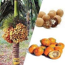 The Entacloo Areca Plam (KJ485)-image-90
