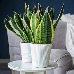 Plantoos Combo Pack of 2 | Snake Plant | Good Luck Plant | Indoor Live Plant | Snake Plant With Pot | Indoor Plants For Living Room | Indoor Plants With Pots For Home-image-59