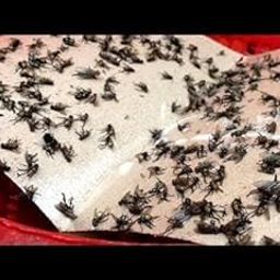 Sticky Trap/Insect Trap/Glue Trap/for Home Flies - Pack of 10-image-54