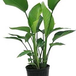 BONOBITHI Exotic White Bird of Paradise(Strelitzia nicolai) Real Live Plant Indoor Plants for Home, Office Decor, White Flowers Garden with Pot-image-16