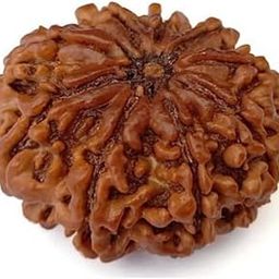 9 Mukhi Nepali Rudraksha 9 Mukhi Rudraksha Original Certified 20mm with Pendant 9 Face Rudraksha Original Nine Mukhi oddess 9 Durga Maa 9 मुखी रुद्राक्ष नेपाली ओरिजनल 9 Mukhi by Certified Gems-29