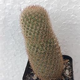 PASSION GARDEN/MAMMILLARIA SPINOSISSIMA-picture-18