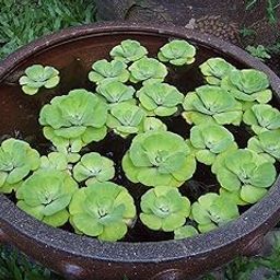 Green Paradise Aquatic Pistia Plant Water Rose Plant Water Lettuce Water Cabbage Live Healthy Plant-image-57