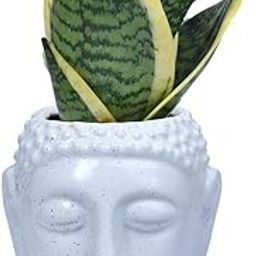 Guuchuu Snake Indoor Air Purifying Plant With Buddha Snake (Pot And Plant Included)-image-82