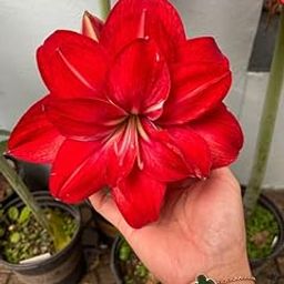 SVG® Imported Double Amaryllis Lily Flower Bulbs for Planting and Gardening, Pack Of 2 Bulbs (Scarlet Red)-image-37