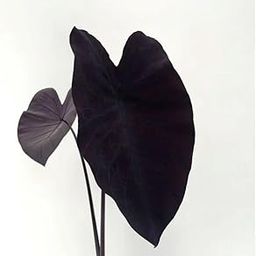 Neethu's Mart | Colocasia Esculenta Black Magic | Black Magic elephant ear plant | 2 Bulbs in a Pack-image-22