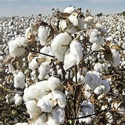 Kapas Cotton Seeds (Cotton Seeds) Pack of 21-image-39