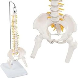 ACUTREE Miniature Vertebral Column Model, 39.4 cm Flexible Spine with Spinal Nerves, Pelvis, Femur and Stand-image-14