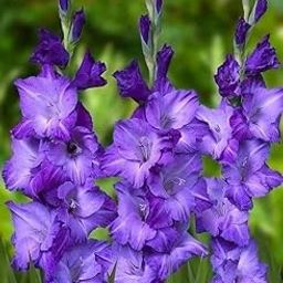 SVG® Gladiolus Flower Bulbs for Home and Gardening Pack of 1 Bulbs-image-101