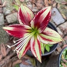 SVG® Imported Double Amaryllis Lily Flower Bulbs for Planting and Gardening, Pack Of 1 Bulbs (Maroon With Cream)-image-49