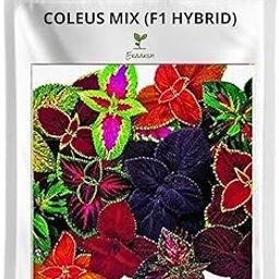 Ekaaksh - Coleus Rainbow Mix (F1 Hybrid) Seeds + Free Seed Germination Paper + Planting Guide - New Seeds with Test Result - Best for Pots, Terrace & Kitchen Gardening-image-64