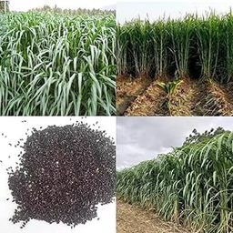 Super napier grass seeds hybrid, Grass cow goat buffalo smart napier grass seeds pack of 600-image-64