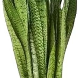 Gim Jack Galaxy Live Live Snake Plant | Good Luck Snake Plant pack of 1 | Snake Plant Indoor Live Plant | Snake Plant | Office Desk Balcony | Indoor Plants For Living Room | Indoor Plant-image-94