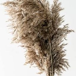 Whispering Homes Pampas Grass for Home & Office Decor | Natural Brown | 5 Stems-image-52