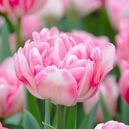GrowZid Imported Tulip Perennial Flower Hybrid Quality Bulbs Easy to Grow Home Gardening Pack Of 5 Tulip Foxtrot-image-7