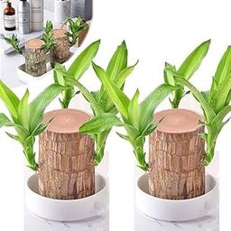 ARYKA Go Green Brazilian Wood | Good Luck Live Plant | Lucky Brazil Wood | Feng Shui Plant | without Pot-image-69
