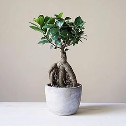 Growerstore Live Ficus Bonsai Plant, Indoor Japanese Style Tree with Decorative Pot, Ornamental Houseplant (Pack of 1 Live Healthy Plant)-image-22