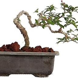 Green Paradise® Bonsai Japanese Cherry Blossom Bonsai Tree Malpighia punicifolia, Dwarf Barbados Cherry bonsai live tree-image-41