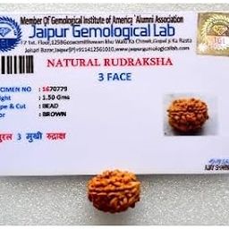 HC- 14 Three Faced Rudraksha to Bring Harmony in Life and Prosperity/3 Mukhi Rudraksha-image-69