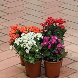 Kalanchoe Special organic Set Of 4 Kalanchoe Succulent Planting And Care Red, Pink,Orange & White) in 4 Garden perfect Living Live Nursery Plant Nursery Seedless-image-31