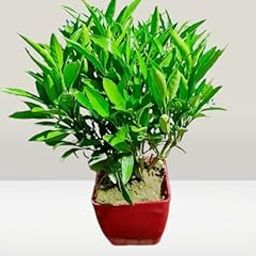 Live Sukh-Shanti Jal Bahar Lucky Plant with Pot-image-71