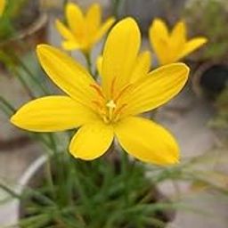 ANDHAGNAI Rain Lily Flower Bulbs Yellow for Home Gardening Bulbs for Indoor Decor Pack of 10-picture-6