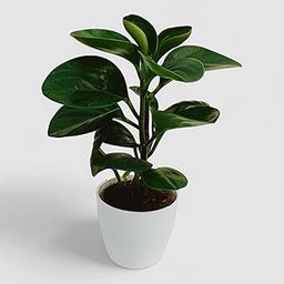 ORCHID N PETALS Green Natural Indoor Live Plant in Nursery Grower Pot table top indoor Exotic Live Healthy Plant For Home Decor And Landscaping-image-58