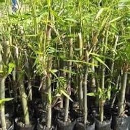 Outdoor farm bamboo seeds and plants,High germination (50 seeds)-4