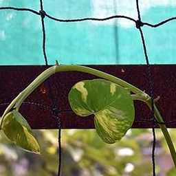 Agritech Rubcare ® Strong & Durable Garden/Vegetable Creeper net, Plant Climbing Net for Agriculture and Gardening (Black, 5mtr x 1.5mtr).-image-1