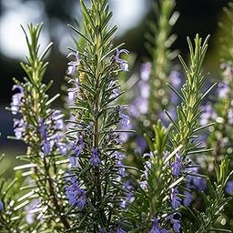 SA CART Live Rosemary Plant with Pot, Indoor Outdoor Herb Plant for Garden, Kitchen and Hair Care-image-34