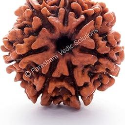 ARKAM Seven Mukhi Rudraksha Certified/Original Nepali 7 Mukhi Rudraksh/Natural 7 faced Rudraksha (Brown) with Certificate and Puja Instructions-image-100