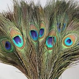 Rajmart Global Natural 5 Pcs Peacock Feathers for Temple Decoration Original Morpankh for Home & Wedding Décor, Real Mor Pankh for Krishna Ji/Laddu Gopal/Temple and Book Mark-image-11