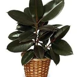 Rubber Plant for Bonsai Rubber Ornamental & Shade Trees Ficus Elastica Rubber Fig Plant Indoor Live Plant for Home Decoration & Air Purification Pack of 1-image-8