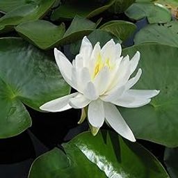 Knessin Water Lily kit - Pond Plants - Water Lilies - Aquatic Plants-[100 Seeds]-image-95