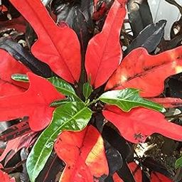 Live Plant Nursery NCR Nurseryplant Croton Variegatum Duck Foot, Tishul Croton, Codiaeum Variegatum Duck Foot - Plant-image-79