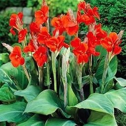 MIx Red, Yellow Orange Canna Lily Flower Plant Bulb Snapdragon Flowers, Live Garden Plants Bulb (2 Par Pack).g-image-72