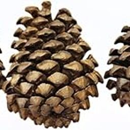 Daayra Unlimited Decorative Pine Cones Set, Assorted Sizes and Colors (Golden)(Setof 3)-image-34