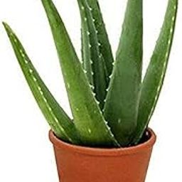 Aloe barbadensis vera - Big Aloe Vera Succulent Plant with 4inch black pot-image-55