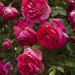 Climbing Rose Flower Plant All Season | Flowering Plants for Home and Gardening (DARK PINK)-image-22