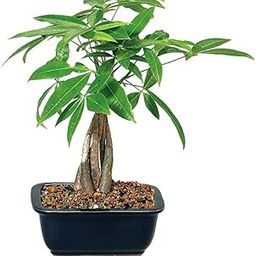 Mphmi Seedless Plant Indoor Plants Pachira, Money Tree Bonsai - 5 years-image-67