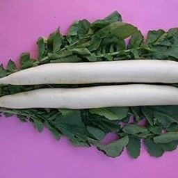 Golden Hills Farm® (AVG 500-1000) seeds Radish Seeds, White Long Radish Seeds-image-36