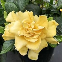 Beautiful Yellow Gandharaj Flower Plant" Healthy Live Plant (Gardenia/Gandharaj 1 Pic Live Plant)-image-81