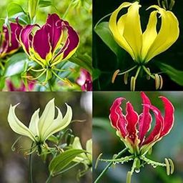 Gloriosa Climber Lily Mix - Pack of 4 Flower Bulbs - Blooms This Summer | Ships from Radha Krishna Agriculture-image-48