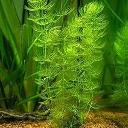 Ceratophyllum demersum 'Foxtail' (15 plants in one pack)-78