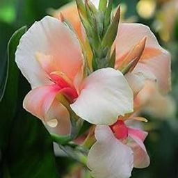 Ritz Farming® Canna lily flower bulbs | cream Flowering bulbs for Gardening Pack of 2 bulbs-image-49