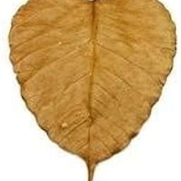 BSD Organics Natural Dried Peepal Leaves/Arasa illai for Skin care, Oral care, Tea and more -50 grams-picture-29