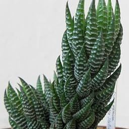 Live Succulent | Haworthia Fasciata Zebra tall with Pot.-image-42