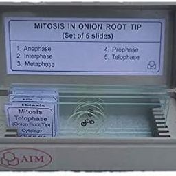 AIM Mitosis Onion Root Tip Slides Set -Set of 5-26