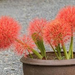 Football Lily Flower Seeds for Planting Pack of 2 Bulbs By Zabbus-image-58