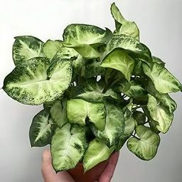 Amulya FARMS & NURSERY Air Purifying Syngonium Albo Variegated BonsaiIndoor Live Plants for Room, Home, Office & Desk Decor | Velvet Leaf | Small Size Black Pot Included (Syngonium Pixie)-image-48